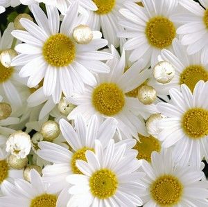 Meet your Posher, Toni